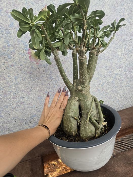 Адениум шикарный огромный