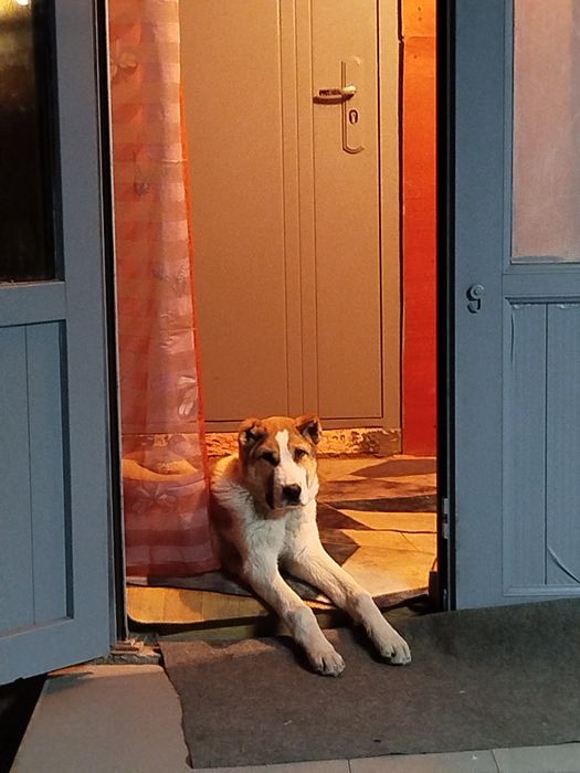 Продаю щенка Алабай 3 месяца