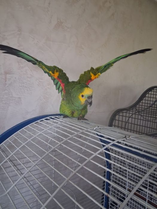 Экзотический Папугай Амазонка