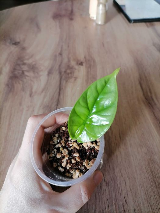 Клубни и детки алоказий