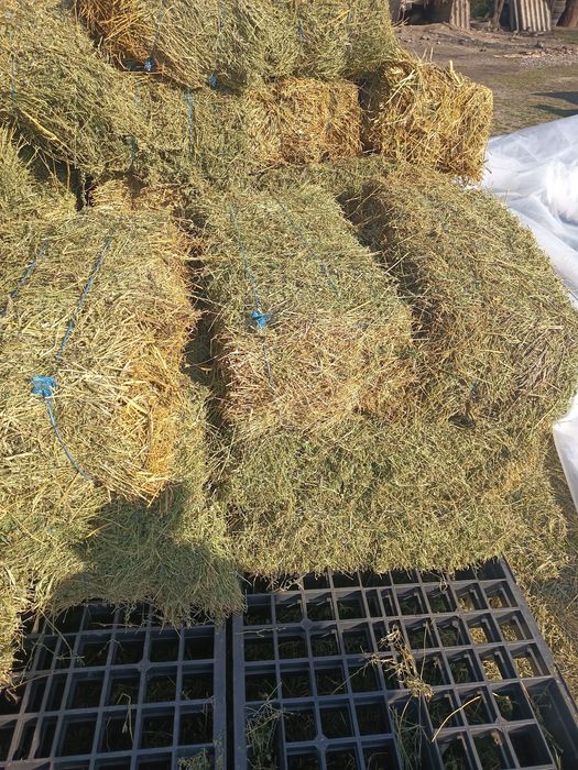 Lucernă de vânzare