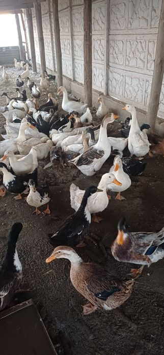 Уйректер сатылады Башкирский , продаётся Башкирский утки