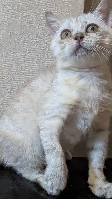 Отдам в добрые руки котят