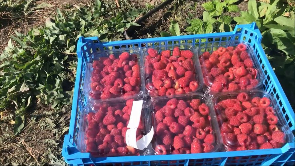 Malina kochat bor Karamelka Саженцы малины сорт Карамелька