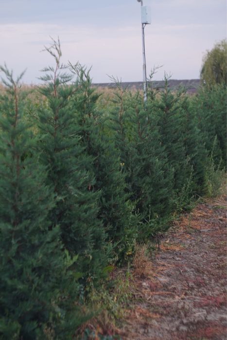 Leylandi -2,20-2.50m—- 100 lei