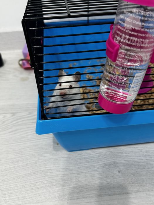 Продам хомяк породисты