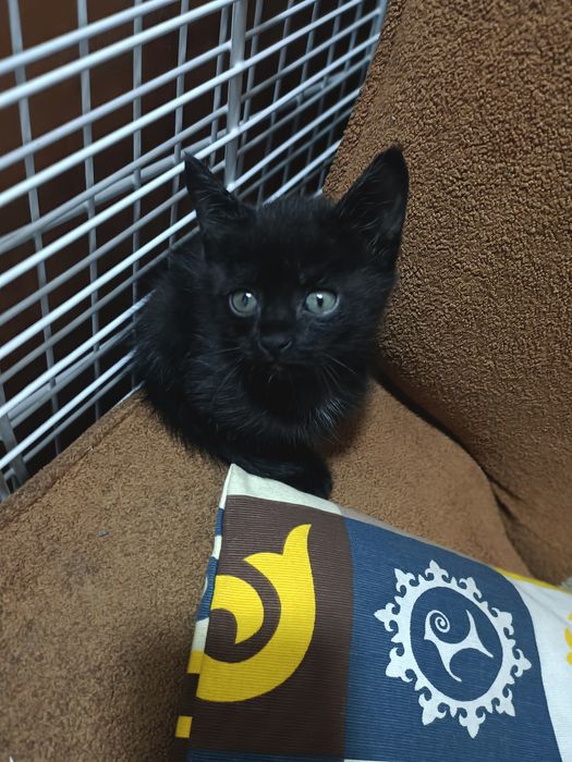 Котёнок малчик бесплатно