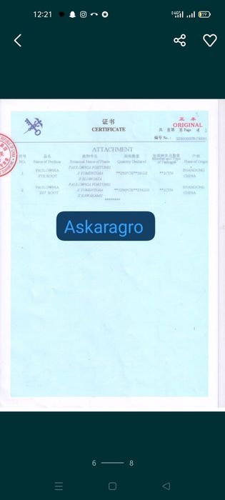 Павловния көшеттері павлония