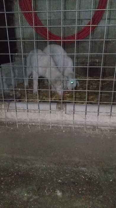 малчик шенок 7-8 месяцов. отддам 1 из них