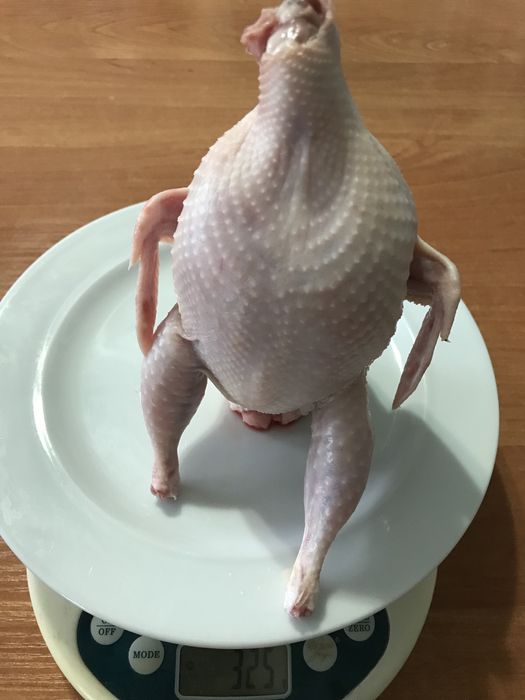 Инкубационные  перепелиные яйца