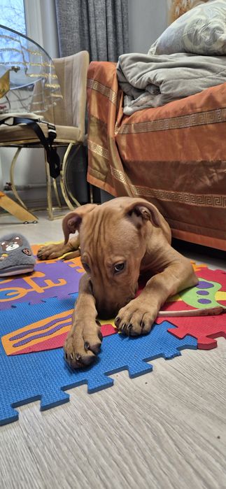 Отдам щенка питбуля только профессионалам