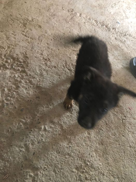 Продам щенков немецкая овчарка