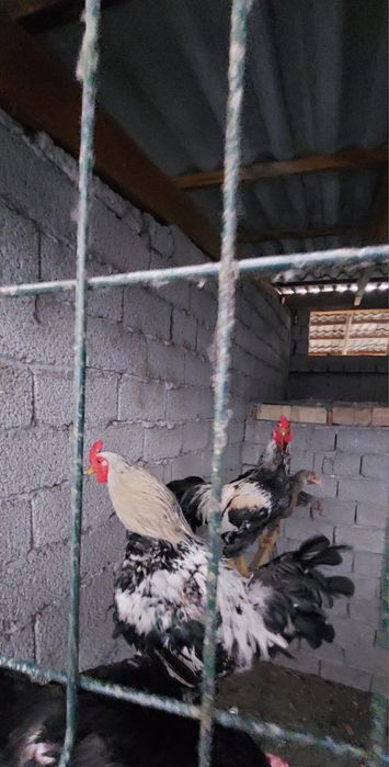 Хороз сотилади 200.000сом дан