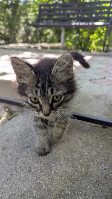Котенок. Мальчик. Бесплатно. Отдам.
