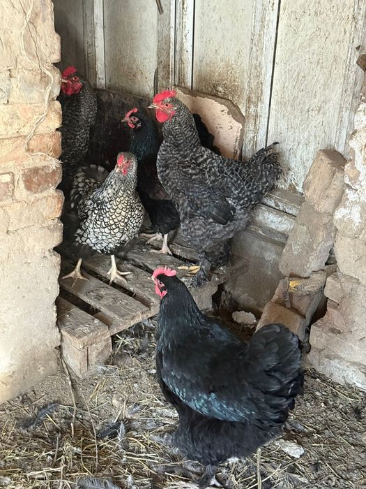 Курицы породистые