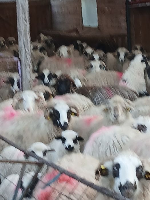 Vind  210 oi breze și oachise cu miei