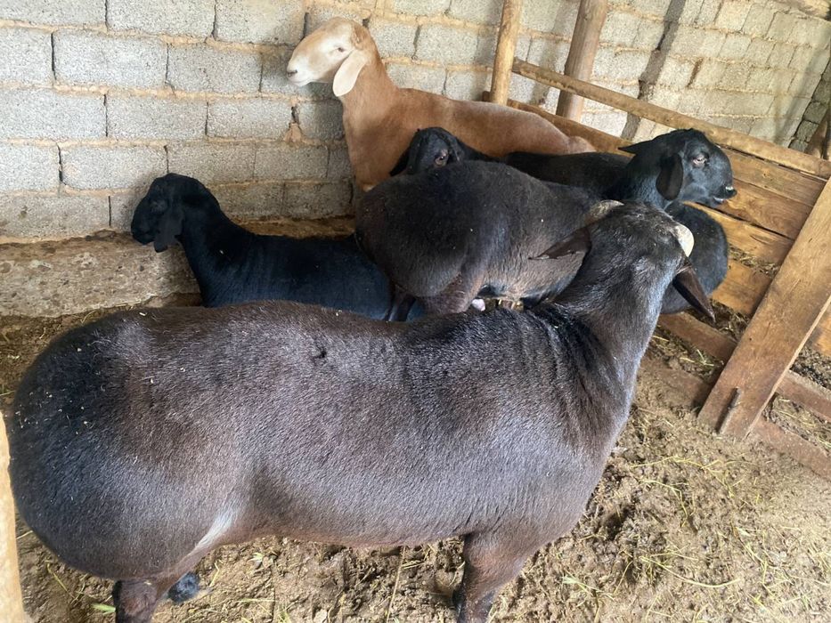 qassob xizmati qassob 1 kg 85000 ming