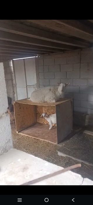 Ешкі сүті сатылады