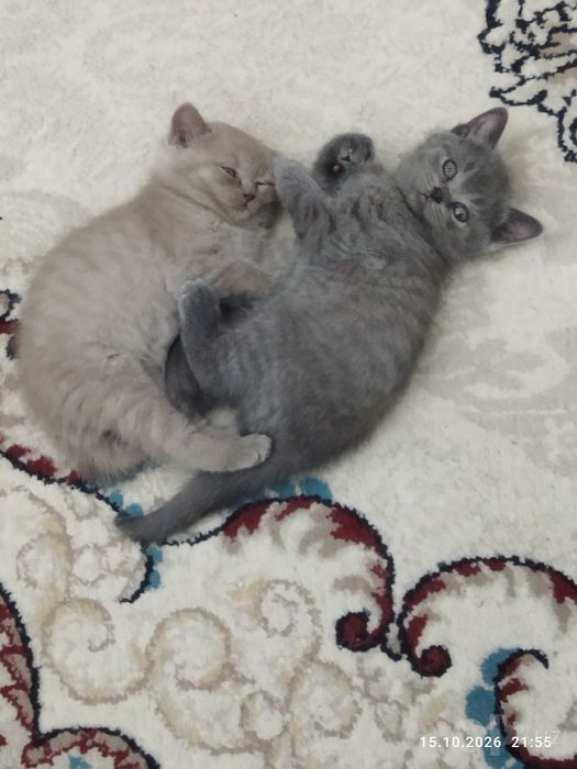 Продаются шотландские чистокровные котята