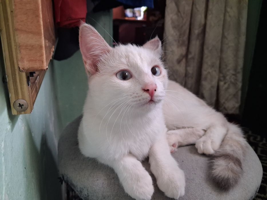 Белый котёнок, ищет дом.