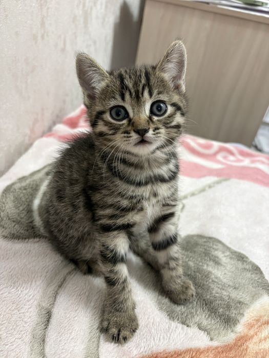 Продажа британских котят