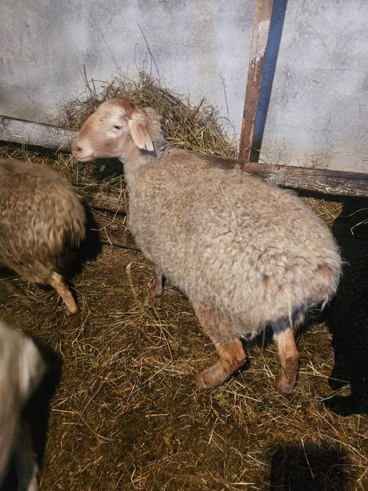 Продам жирных баранов