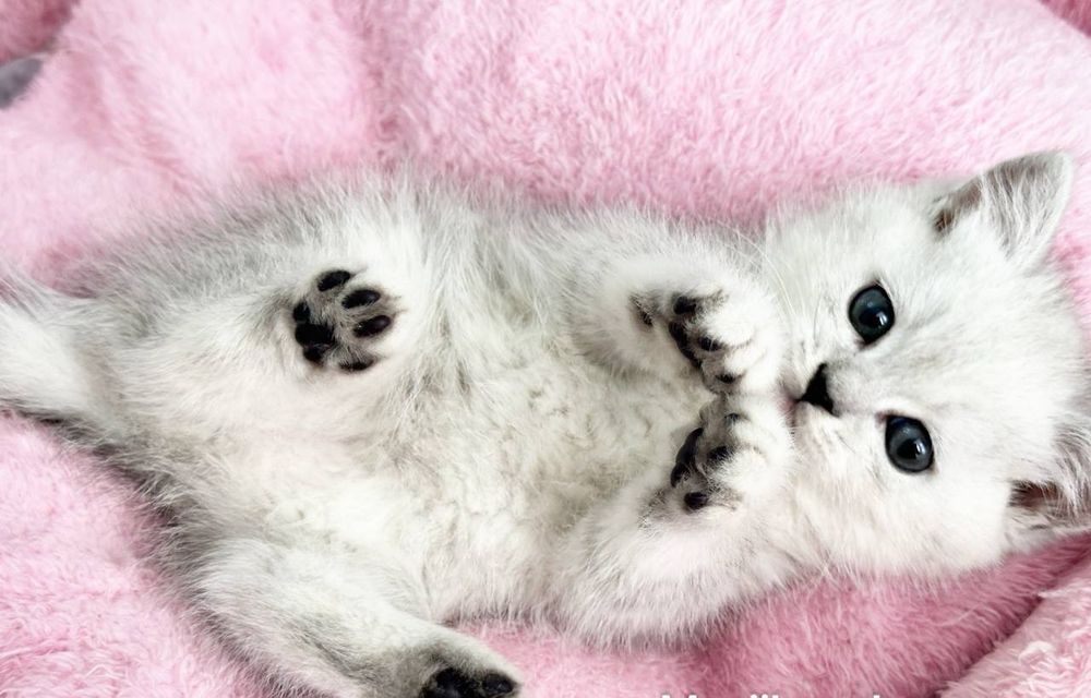 Скотиш страйт шиншила