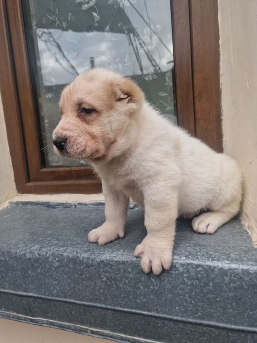 Продается щенок Алабая. Мальчик. Белый медвежонок.