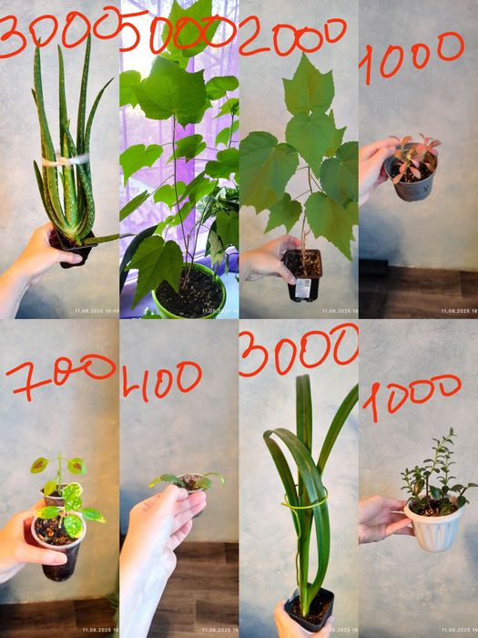 Продам  комнатные растения