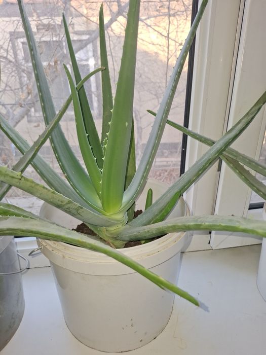 Комнатные растение