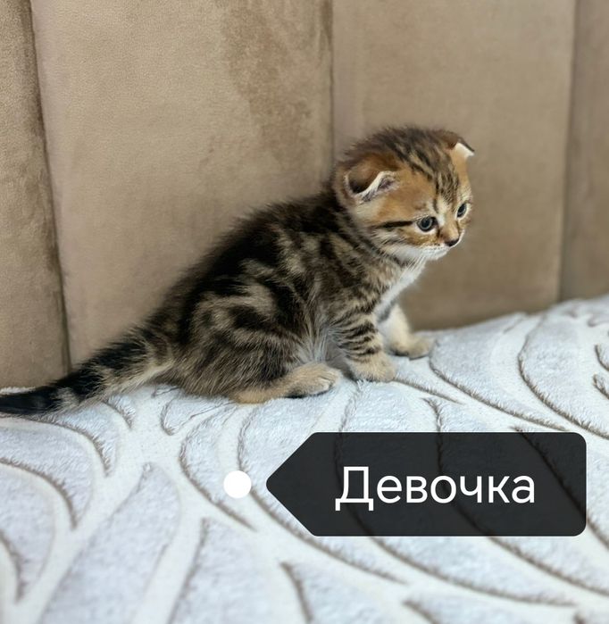 Шотландские котята