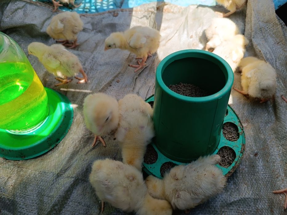 Продам бройлеров . 7 Суточные Импортные