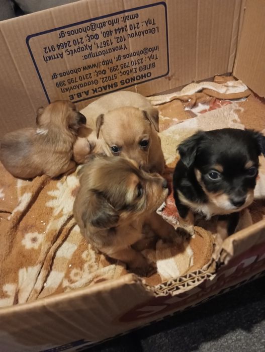 Малки кученца мини