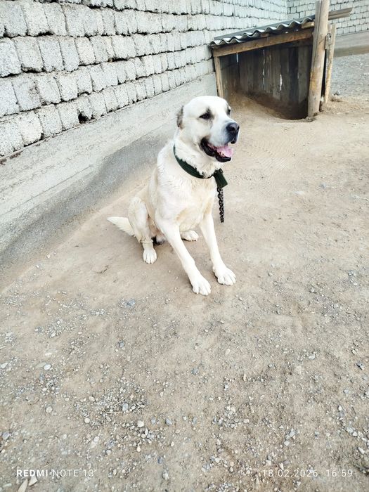 Ит сатам болмаса айырбастаймын.