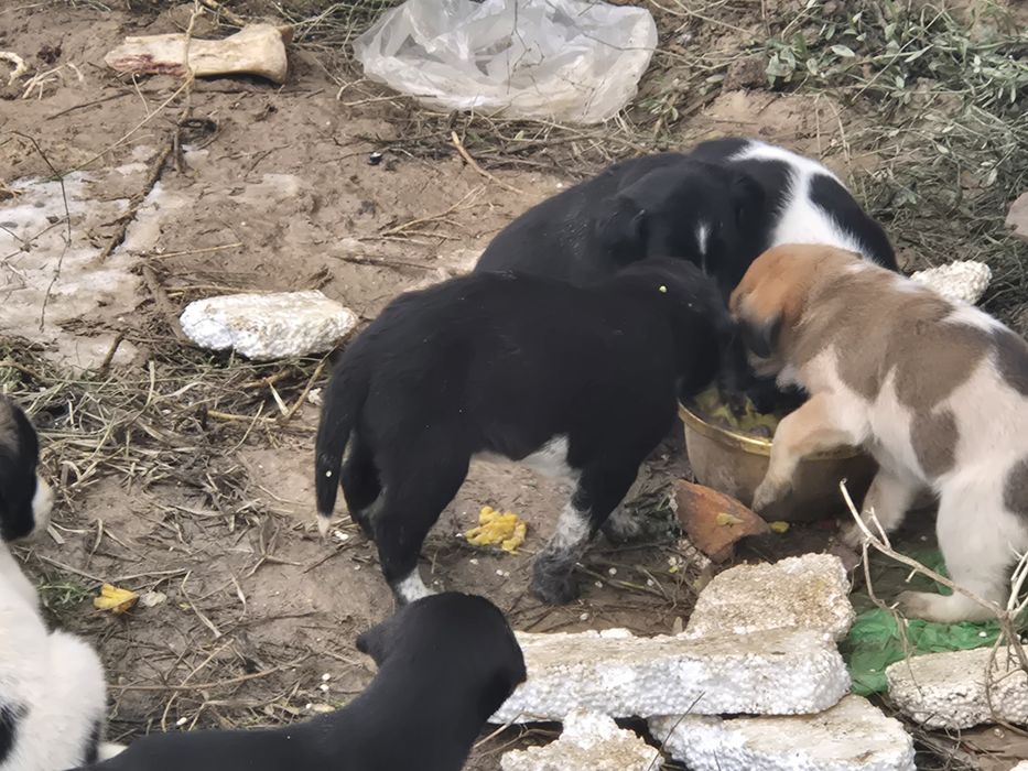 Отдам в добрые руки  щенки.