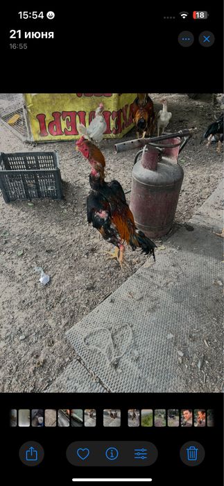 Продам дакана хам туляк