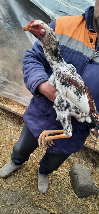 Dakan jo'jalar sotiladi