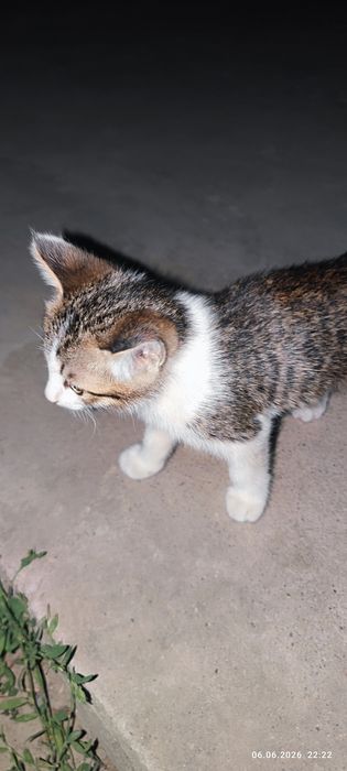 Отдам котят в хорошие руки