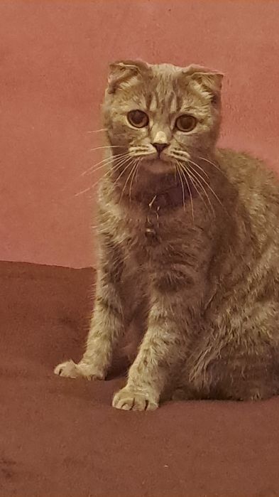 Кошечка ищет котика на вязку.
