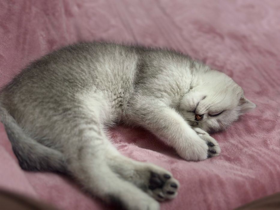 mushuk juda yaxsh aqilli mushuk