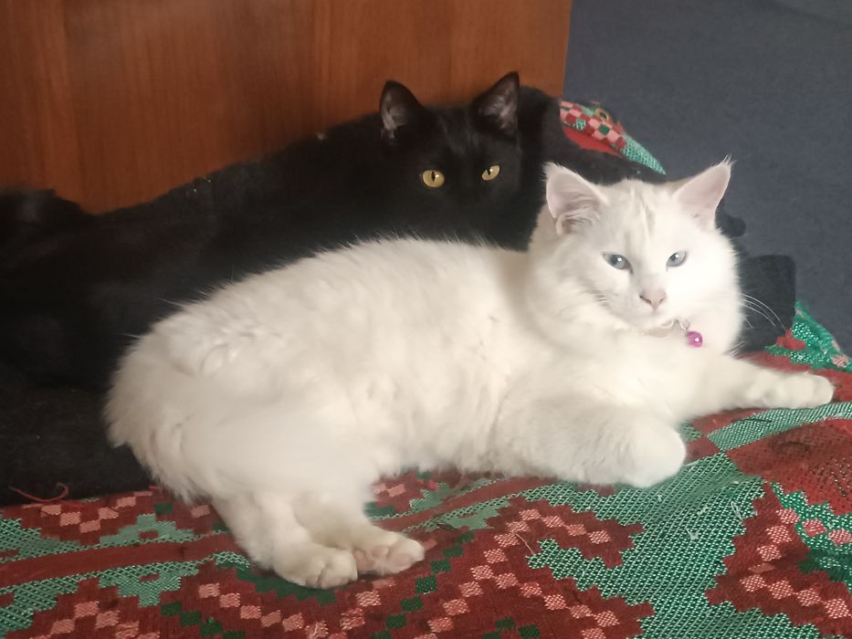 Продам кошка 6 месяцев турецкая ангорка