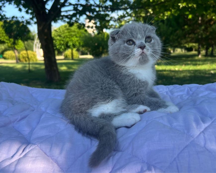 Шотландски котенца