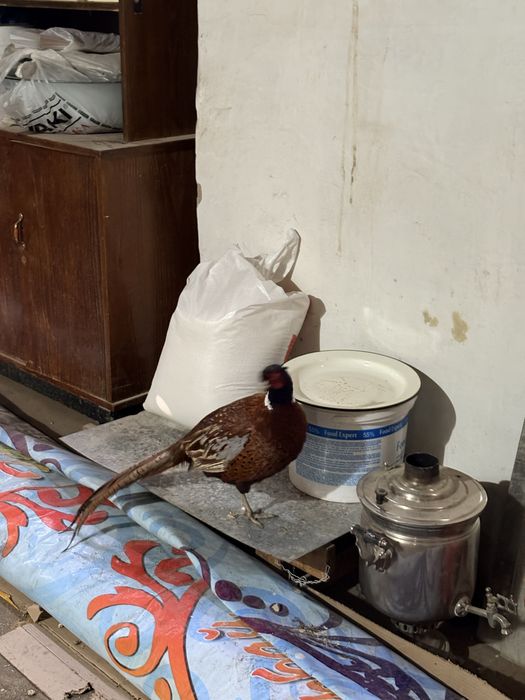 Фазан, Қырғауыл