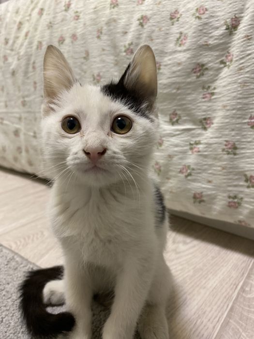 Котик продается добрым людям