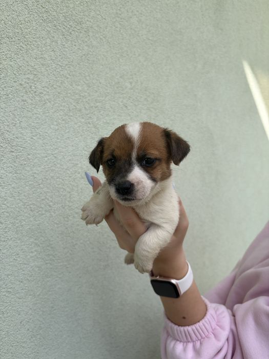 Джак ръсел териер