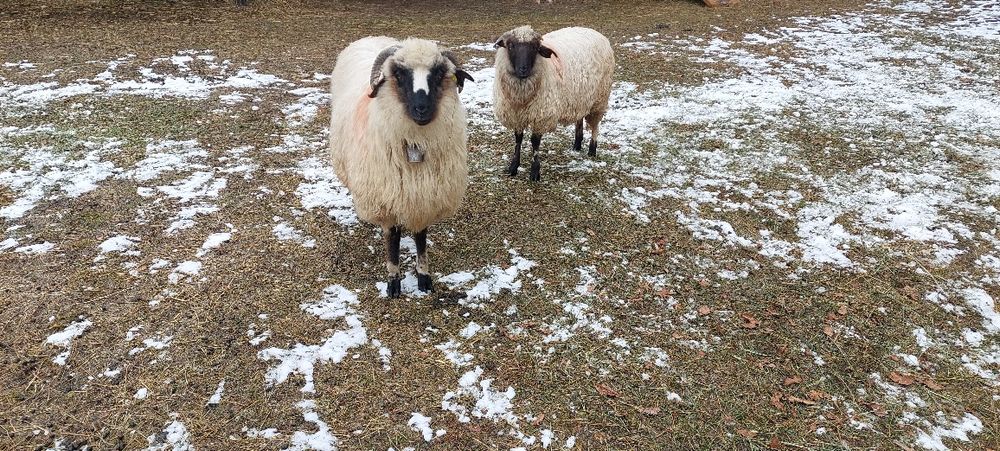 Oi de vânzare .turcane