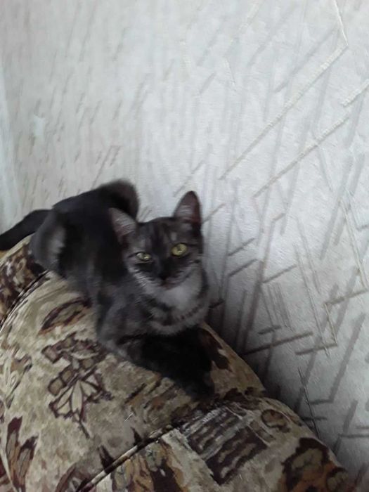 Котенок, девочка, массажист, срочно ищет себе любящих хозяев