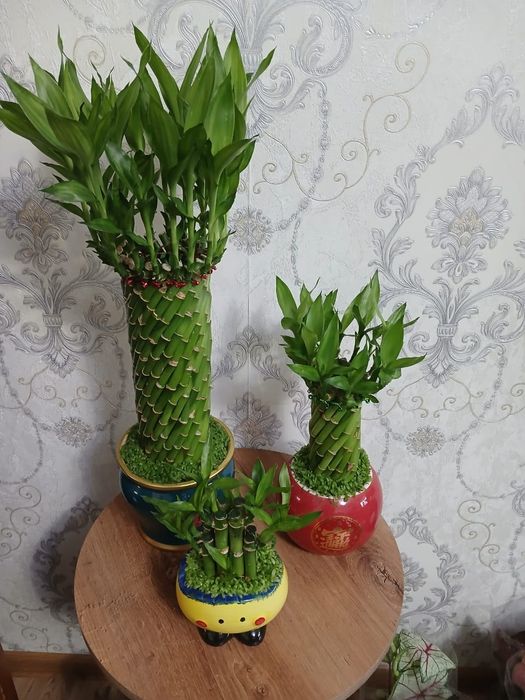 Комнатные растения Алматы