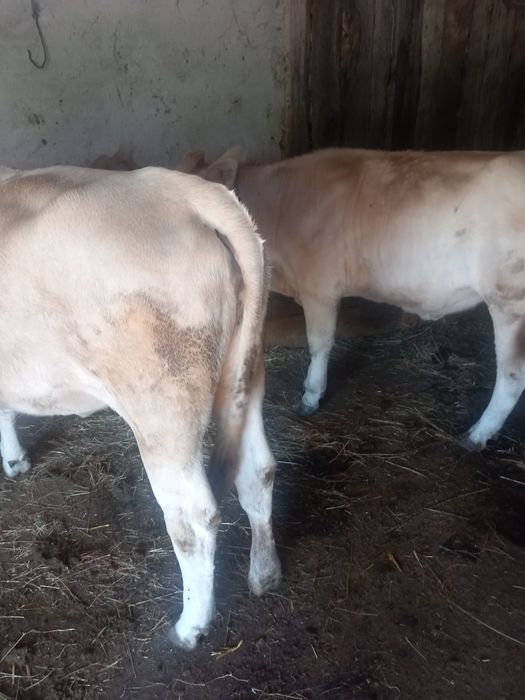 Juninci( vârstă 1 an)
