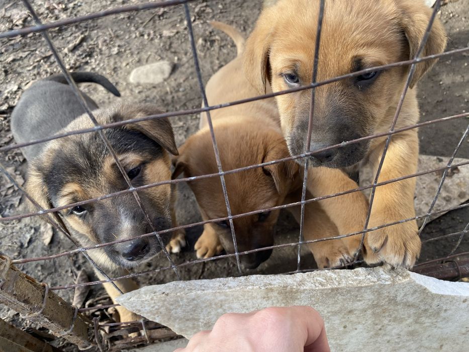 Подарявам кученца